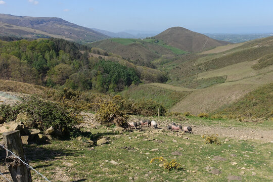 Des porc basques kintoa, &eacute;lev&eacute;s en plein air, dans les montagnes du Pays Basque