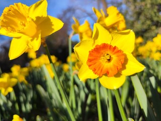 Obraz premium daffodils in spring