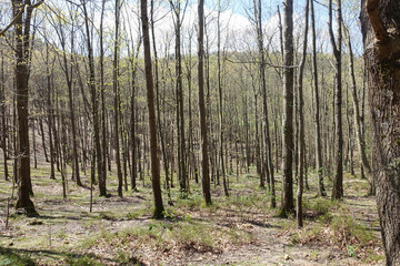 Troncs d'arbres dans une forêt au printemps