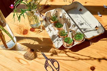 Easter home decoration. Microgreens in egg shell for hanging on spring twigs as easter decoration. Easter floral arrangement.