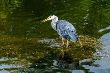 Great Blue Heron (Ardea herodias)