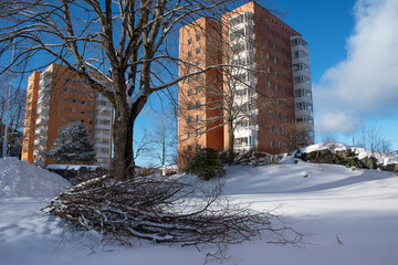Residential blocks from the fifties. Trimmed linden tree in the foreground.