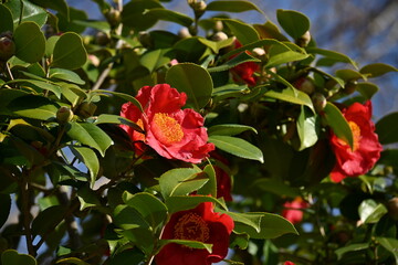 Red camellia flowers. Five-petaled flowers bloom from February to April, and dark brown seeds come...