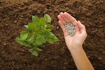 Woman palm holding complex fertiliser granules for small potato plant with green leaves on dark...