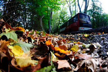 autumn leaves in the forest