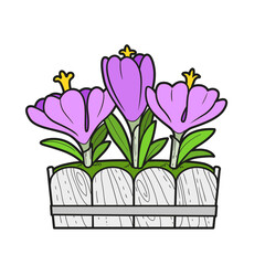 Crocus flowers grow in a long pot color variation for coloring book isolated on white background