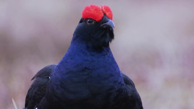 Close up of Lekking Black grouse Tetrao tetrix early in the morning. Spring mating season in the nature.