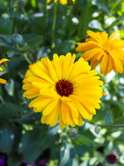 Close-up to yellow Marigold flower
