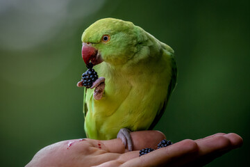 Parrot