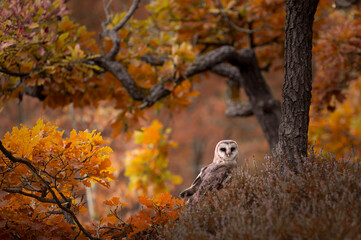 Barn owl - Tyto alba - sitting in heather in autumn