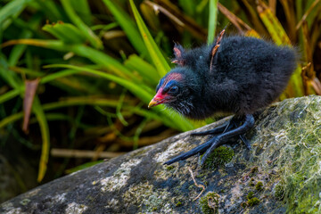 Moorhen Chick