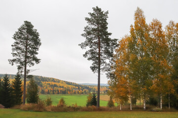 Foggy autumn landscape