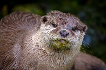 Asian Short-clawed Otters