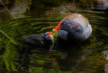 Moorhen and chick © Sunil Singh