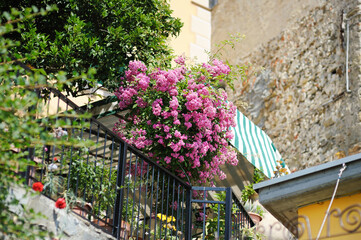 Fototapeta na wymiar Beautiful rose bushes blossoming on the street of Corniglia in the middle of the five centuries-old villages of Cinque Terre, Liguria, Italy.