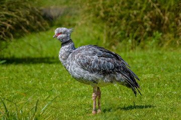 London Wetland Centre, Londaon, UK