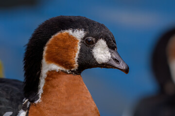 Red-breasted goose (Branta ruficollis)