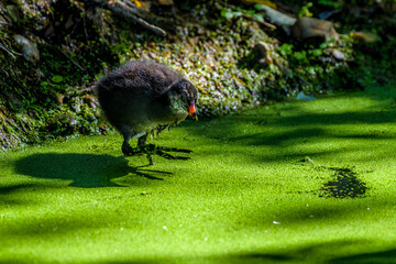 Moorhen Chick