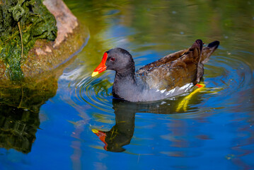 Moorhen