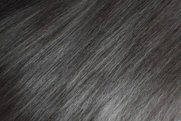 Persian cat fur texture background. Black, gray and white pet hair texture background.