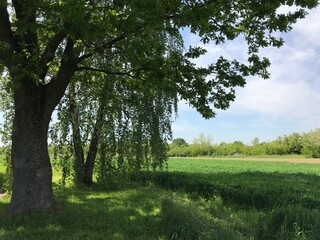 Fototapeta premium spring in the park