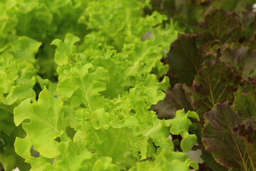 Green oak and red oak lettuce field in agriculture farm close up background.