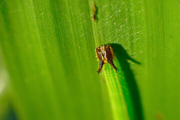 horn caterpillar