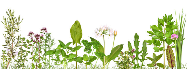 Meadow with many different kitchen herbs, transparent background
