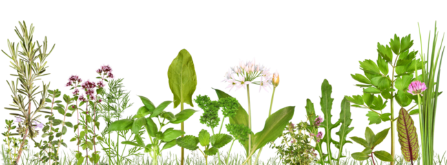 Meadow with many different kitchen herbs, transparent background