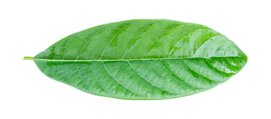 Obraz premium Avocado leaf isolated on transparent background PNG file format.