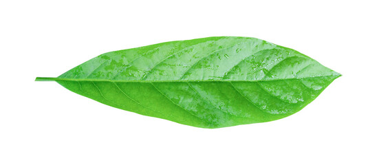 Fototapeta na wymiar Avocado leaf isolated on transparent background PNG file format.