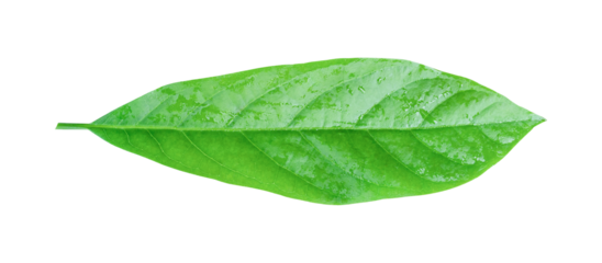 Avocado leaf isolated on transparent background PNG file format.