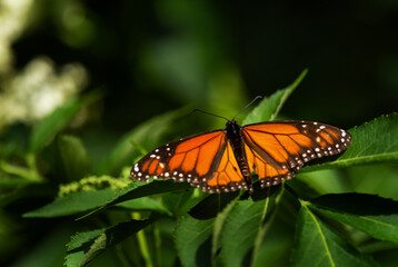 Monarch butterfly - Danaus plexippus, beautiful popular butterfly from American woodlands and meadows, Volcán, Panama.