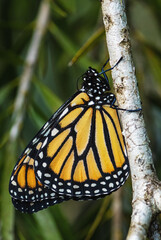 Monarch butterfly - Danaus plexippus, beautiful popular butterfly from American woodlands and...