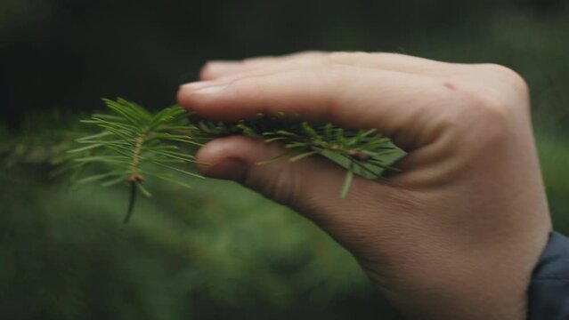 Close up of female hand touches spruce branch at spring day. Connection with nature and environmental protection. Green conscious lifestyle of new generation protecting forest. Concept nature, ecology