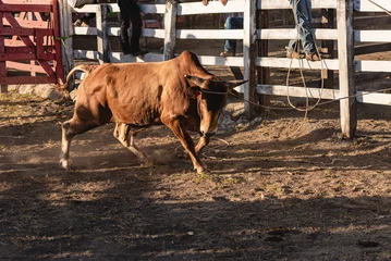 Fotobehang Stierenvechten Image of typical Costa Rican activities with a bull being tied up in a bullring by people.   © STOCKEROcr