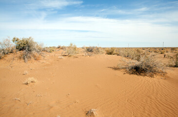 Desert Kyzylkum (Kyzyl-Kum). Uzbekistan