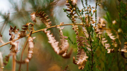 Macro de bruyères et de fougères sauvages, dans la forêt des Landes de Gascogne