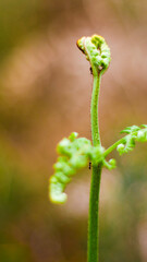 Macro de bruyères et de fougères sauvages, dans la forêt des Landes de Gascogne