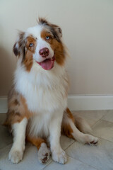Friendly Australian shepherd young dog sitting in the room and looking into the camera.