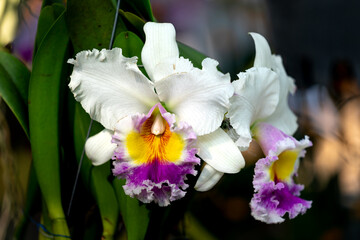 Tao Dan Park, HCM City, Vietnam - Close up orchid Cattleya flowers are displayed at a flower contest in Tao Dan Park during the Lunar New Year 