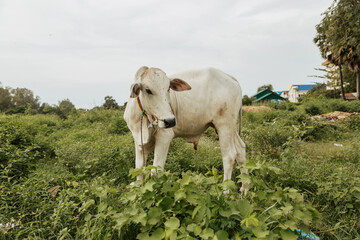 white asian cow