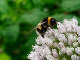 A close-up macro picture of a bumblebee feeding on a flower