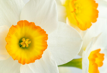 Macro shot of daffodil or narcissus flower. Spring concept.