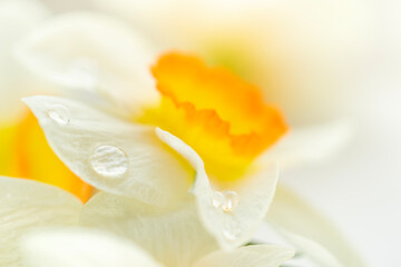 Fototapeta premium Macro shot of daffodil or narcissus flower with rain drops. Spring concept.