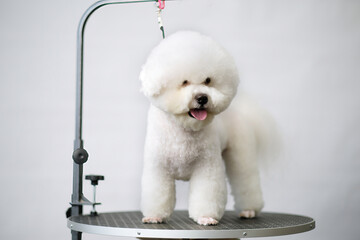 Bichon frise after a haircut in a pet salon front view close-up on a grooming table