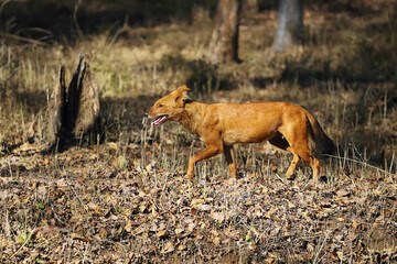 The dhole (Cuon alpinus) or Asian wild dog running in a dry tropical deciduous forest. Red wild Indian dog, a very rare canine from Asia.