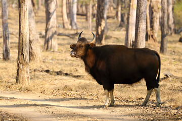 The gaur (Bos gaurus), also known as the Indian bison, a large cow on the road in a dry deciduous tropical forest.With a lot of flies around the head and back.