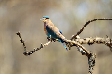 The Indian roller (Coracias benghalensis) sitting on a branch with a brown background of tropical deciduous forest.