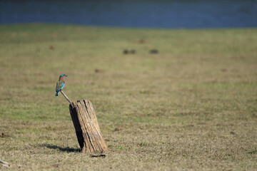 The Indian roller (Coracias benghalensis) sitting on an open grassy plain on a single twig sticking out of a tree stump. A very colorful species of bird in the landscape.